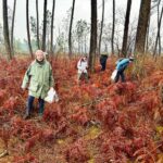 à la recherche des chanterelles