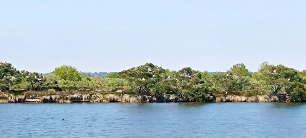 réserve ornithologique(île domaine de Certes)